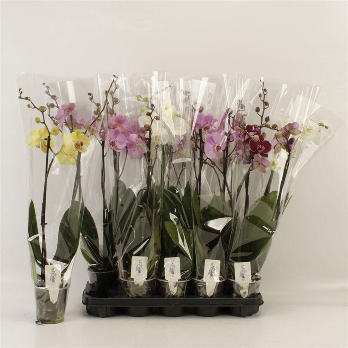 Phal Gem 6 Kl