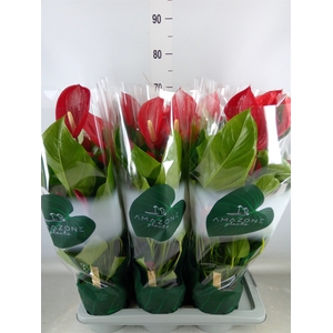 Anthurium andr. 'Melodia'