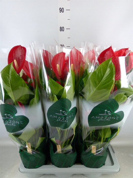 <h4>Anthurium andr. 'Melodia'</h4>