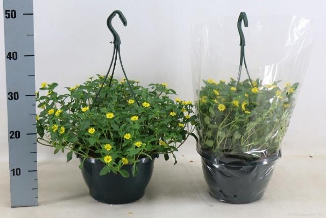 <h4>Sanv Yellow Beauty</h4>