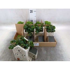 Arr.   Kamerplant Groen L%