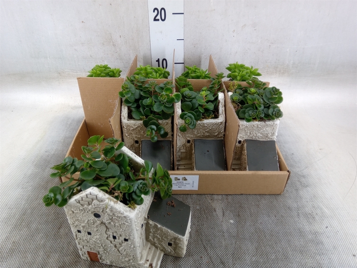 <h4>Arr.   Kamerplant Groen L%</h4>