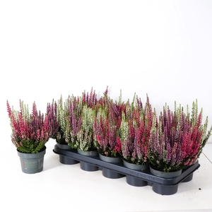 CALLU BL STARLI GEM