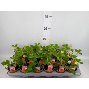 Fragaria ananassa 'Ostara'