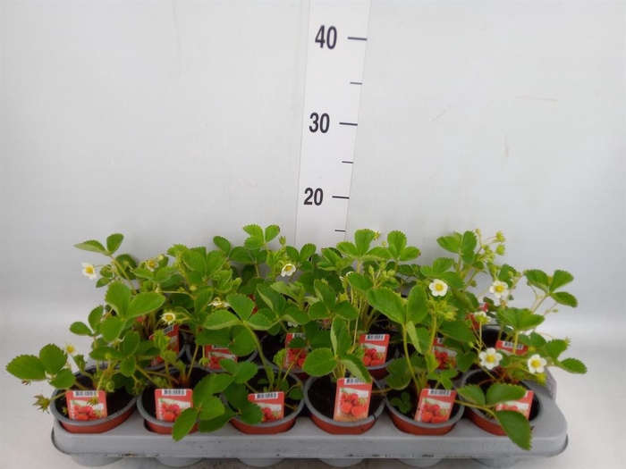 <h4>Fragaria ananassa 'Ostara'</h4>