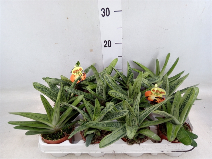 <h4>Gasteria  'Little Warty'</h4>