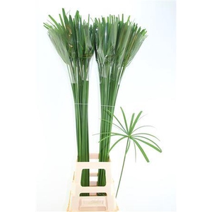 Cyperus Glaber Xl