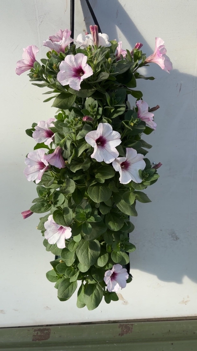 <h4>OVERIGE PERKPL</h4>