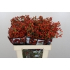 Rozenbottel Autumn Rosefruits