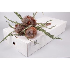 Banksia Speciosa Cones Hairy