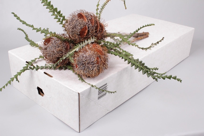 <h4>Banksia Speciosa Cones Hairy</h4>