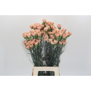 Dianthus St Honey