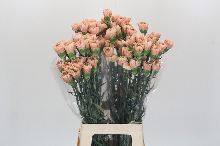 <h4>Dianthus St Honey</h4>