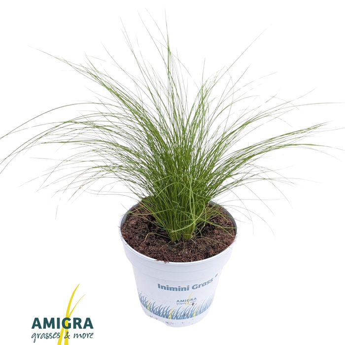 <h4>Stipa tenuifolia 'Ponytails'</h4>