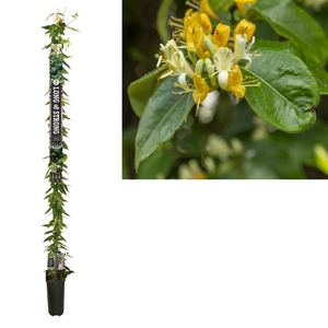 Lonicera h. 'Copper Beauty' PBR +Long & strong label