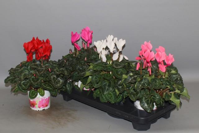 <h4>CYCL GR SUP XL</h4>