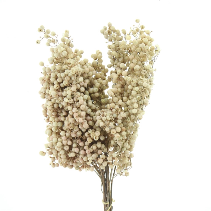 <h4>Dried Pepper Berries Bleached White X15</h4>