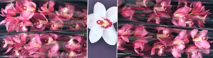 <h4>Cymbidium Gerry</h4>