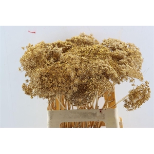 Ammi Majus Klbh Gl Antiek Goud P Stem