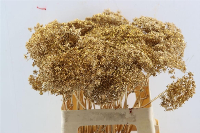 <h4>Ammi Majus Klbh Gl Antiek Goud P Stem</h4>