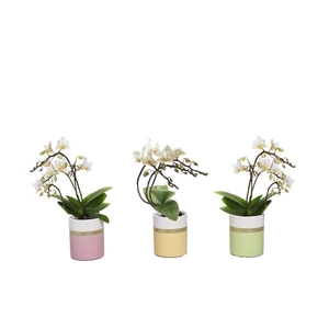 Dolomite Horizon Pastel Tiny Dolls Wit 3T18+ Wild Aqu@