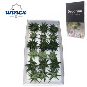 Haworthia Mix (wincx) Cutflower Wincx-8cm