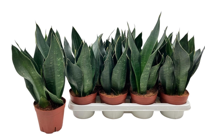 <h4>SANSEV TRIFASCIA OV</h4>