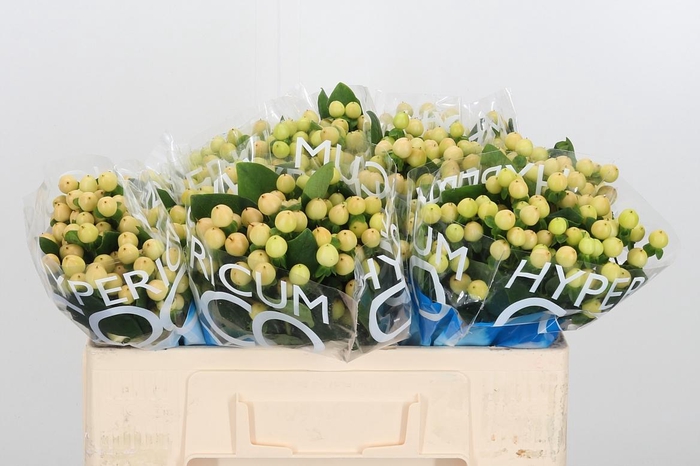 <h4>Hyp Coco Gelato</h4>