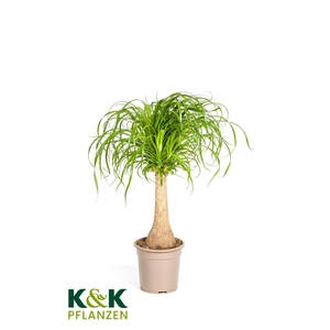 Beaucarnea Stamm T21