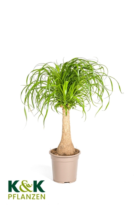 <h4>Beaucarnea Stamm T21</h4>