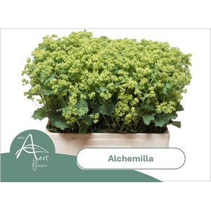 ALCHEM M ROBUSTICA 60 cm