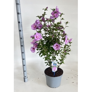 HIBISCUS SYR LAVEN C