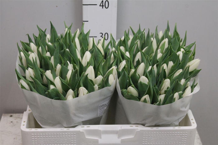 <h4>Tu En White Prince</h4>