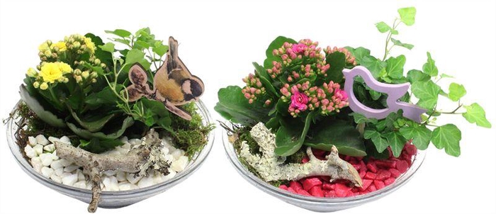 <h4>4992 GLAS 20 ROZE/WIT</h4>