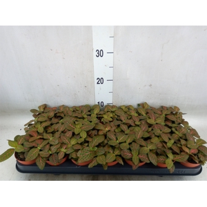 Fittonia verschaf. 'Joly Josan'