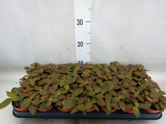<h4>Fittonia verschaf. 'Joly Josan'</h4>