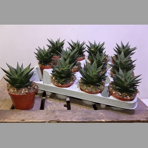 Haworthia Li