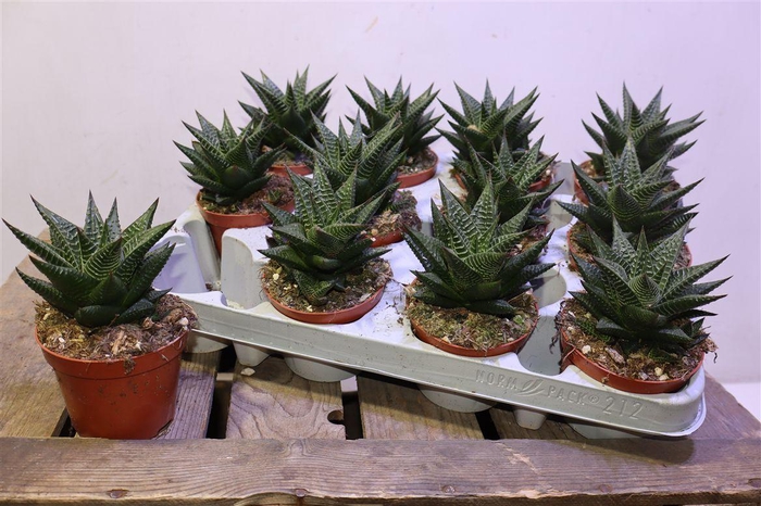 <h4>Haworthia Li</h4>