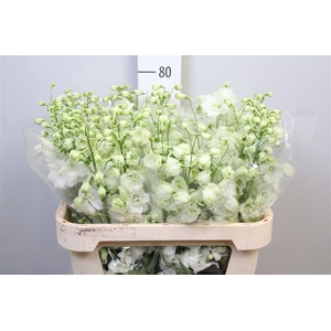 Delph Du Centu White