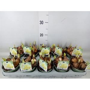 Narcissus DU 'Westward'