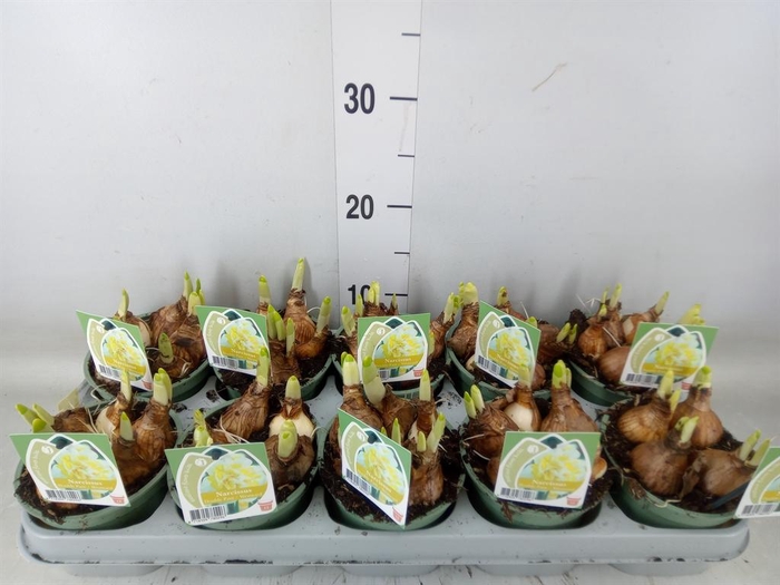 <h4>Narcissus DU 'Westward'</h4>