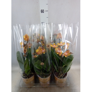 Phalaenopsis multi. 'Ant Las Vegas'
