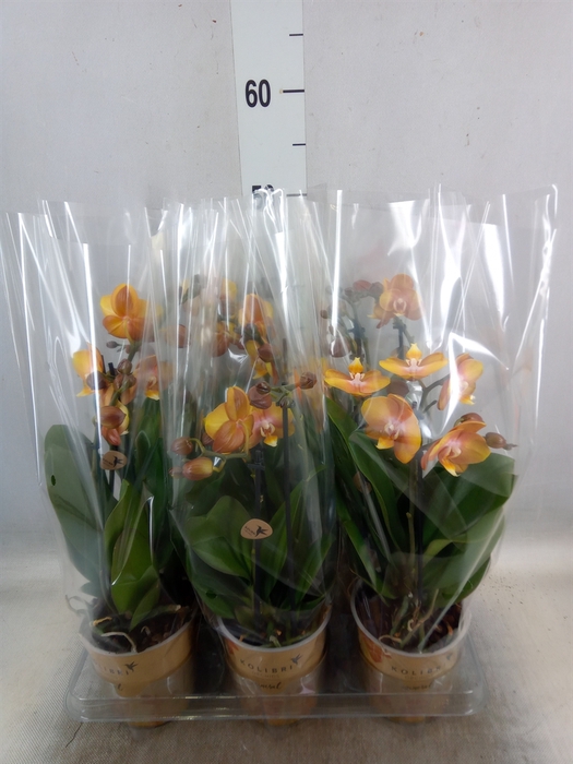 <h4>Phalaenopsis multi. 'Ant Las Vegas'</h4>