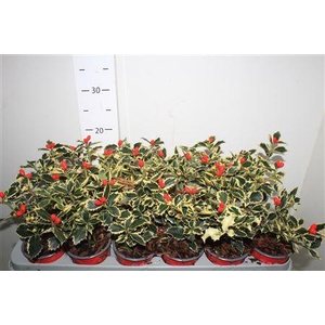 Ilex Aq Argentea Mar