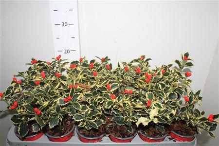 <h4>Ilex Aq Argentea Mar</h4>
