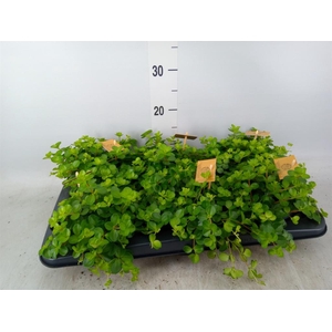 Peperomia rotundifolia