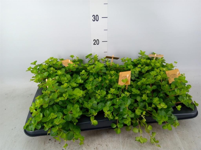 Peperomia rotundifolia