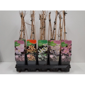 Clematis montana mix