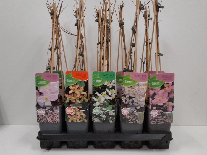 <h4>Clematis montana mix</h4>