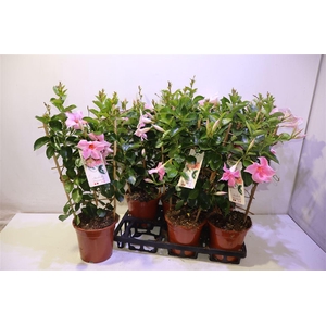 arr8 Mande Sun Cr Pink